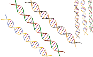 Konkurs na najdłuższy model DNA