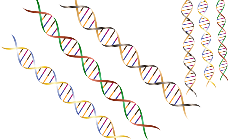Konkurs na najdłuższy model DNA